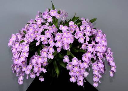 MiltoniopsisVexillaria2