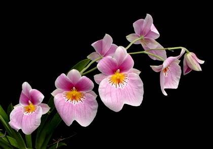 MiltoniopsisVexillaria3