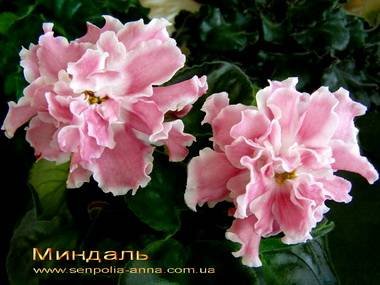Миндаль3