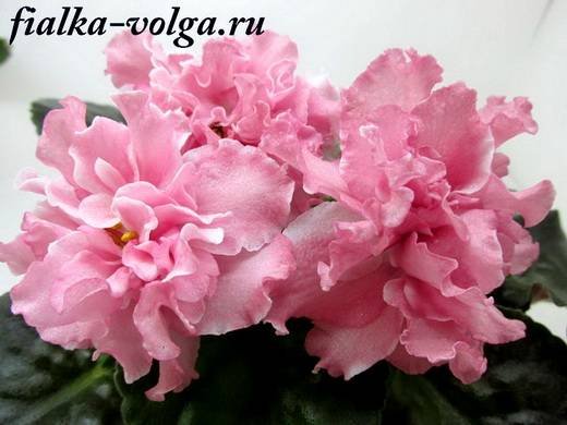 Миндаль6