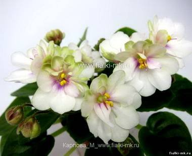 МиндальноеПирожное5