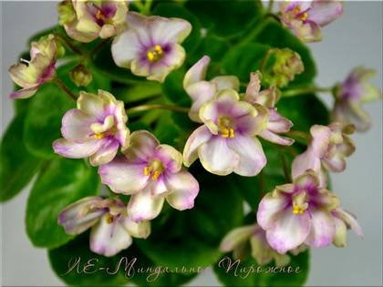 МиндальноеПирожное7