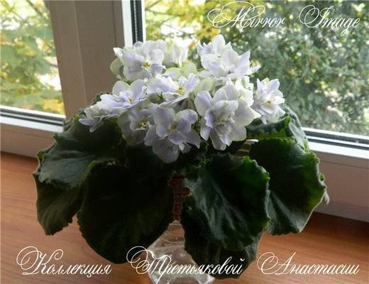 MirrorImage5