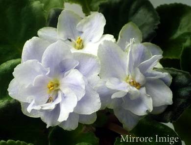 MirrorImage7