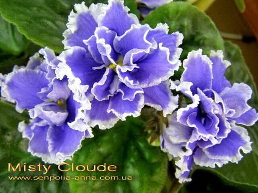 MistyCloud6