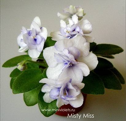 MistyMiss7