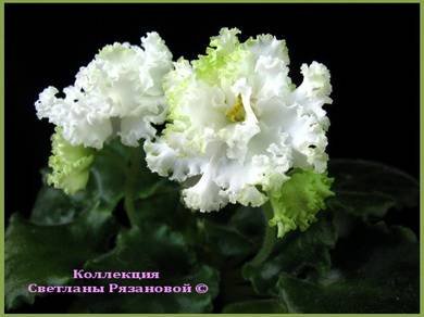 МонПлезир2