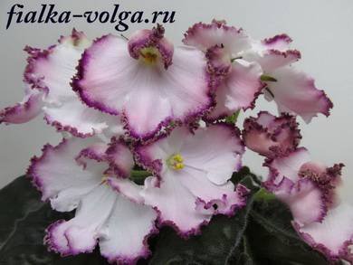 МонСенМишель4