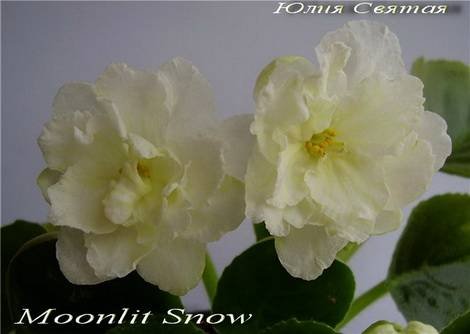 MoonlitSnow1