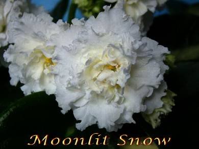 MoonlitSnow3