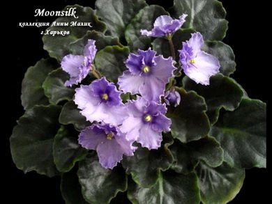 Moonsilk7