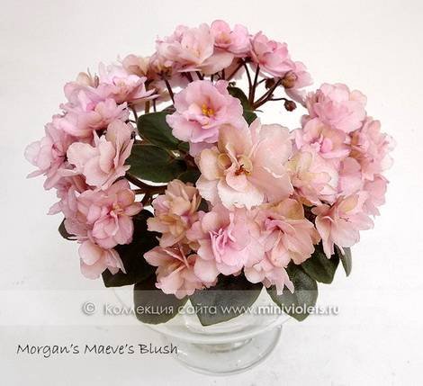 MorgansMaevesBlush1