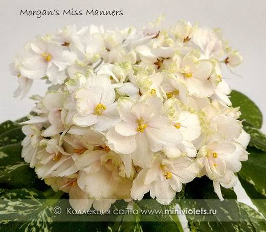 MorgansMissManners6