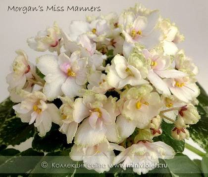 MorgansMissManners7