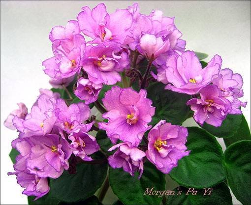 Morgan'sPuYi5