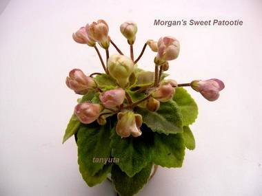 MorgansSweetPatootie4