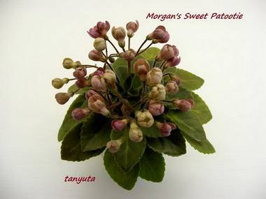 MorgansSweetPatootie5