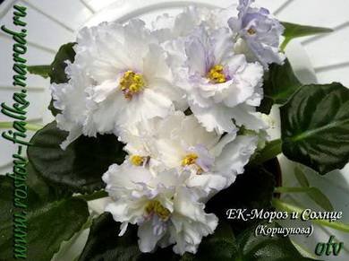 МорозИСолнце8