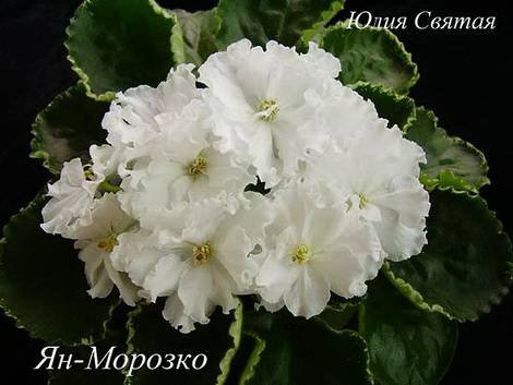Морозко1