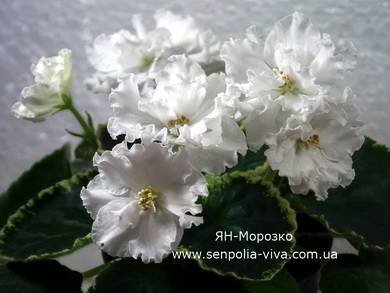 Морозко3