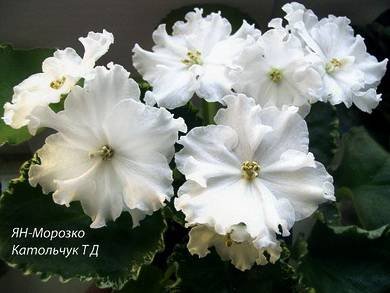 Морозко4