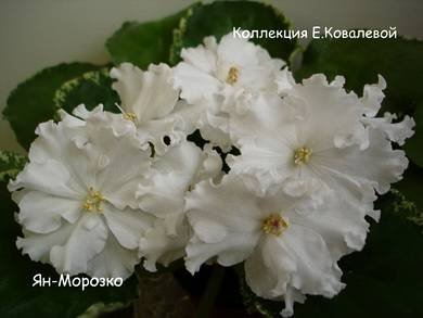 Морозко5