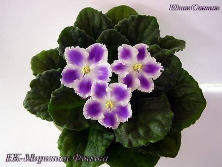 МорознаяФиалка4