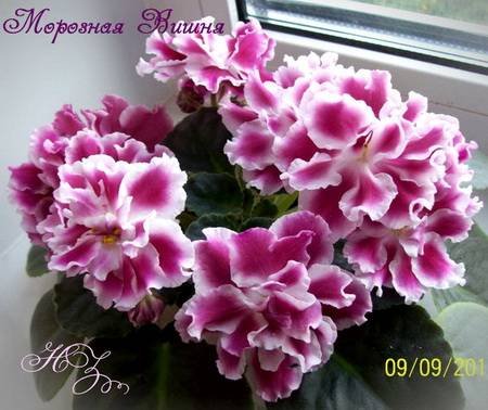 МорознаяВишня4