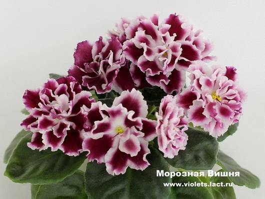 МорознаяВишня5