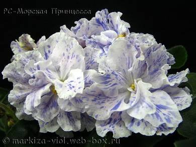 МорскаяПринцесса5