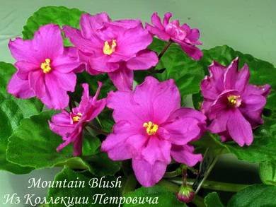 MountainBlush2
