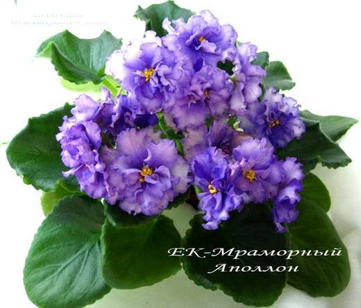 МраморныйАполлон6