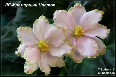 МраморныйЦветок4