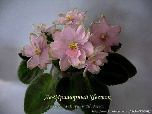 МраморныйЦветок5