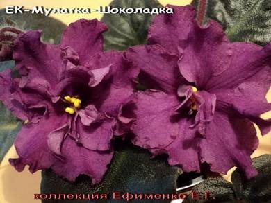 МулаткаШоколадка3