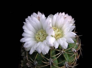 Multiflorum