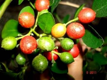MurrayaPaniculata4