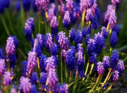 Muscari11
