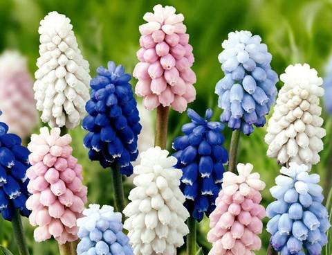 Muscari14