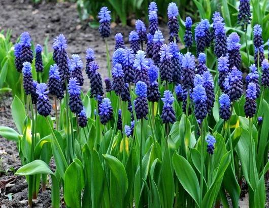 Muscari16