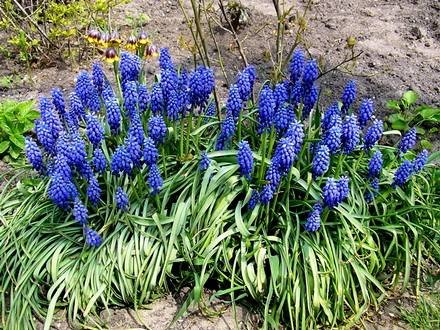 Muscari33