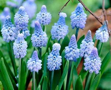 MuscariAzureum