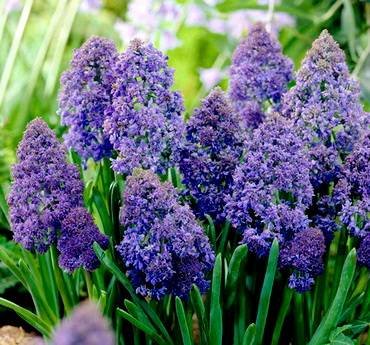 MuscariFantasyCreation