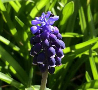 MuscariJoyceSpirit