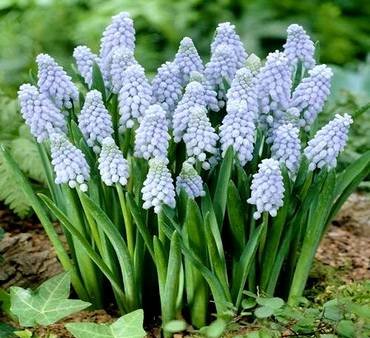 MuscariValerieFinnis