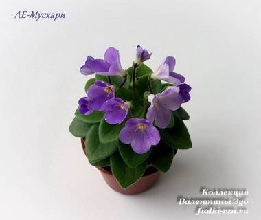 Мускари4
