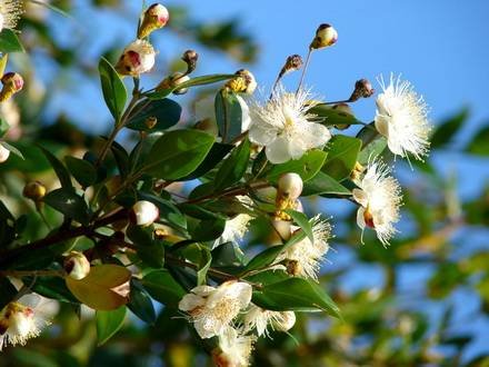 Myrtus1
