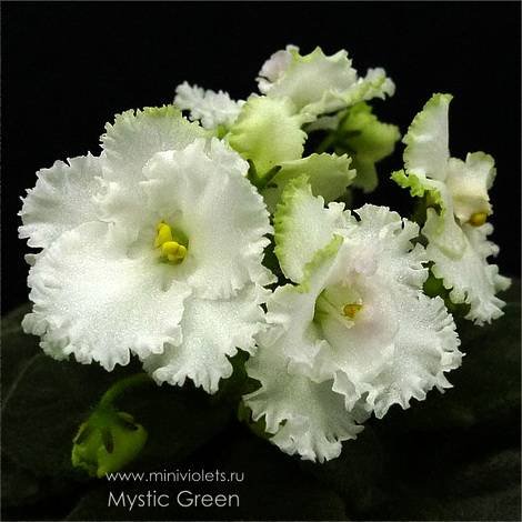 MysticGreen1
