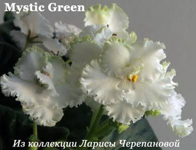 MysticGreen2