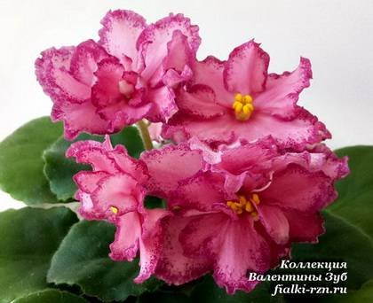 НаСладкое7